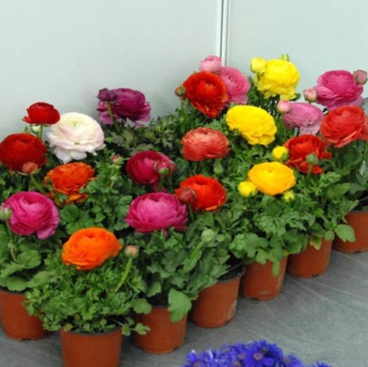 Mixed Color Ranunculus Asiaticus Flower Pcs Seeds Urbangardenseed