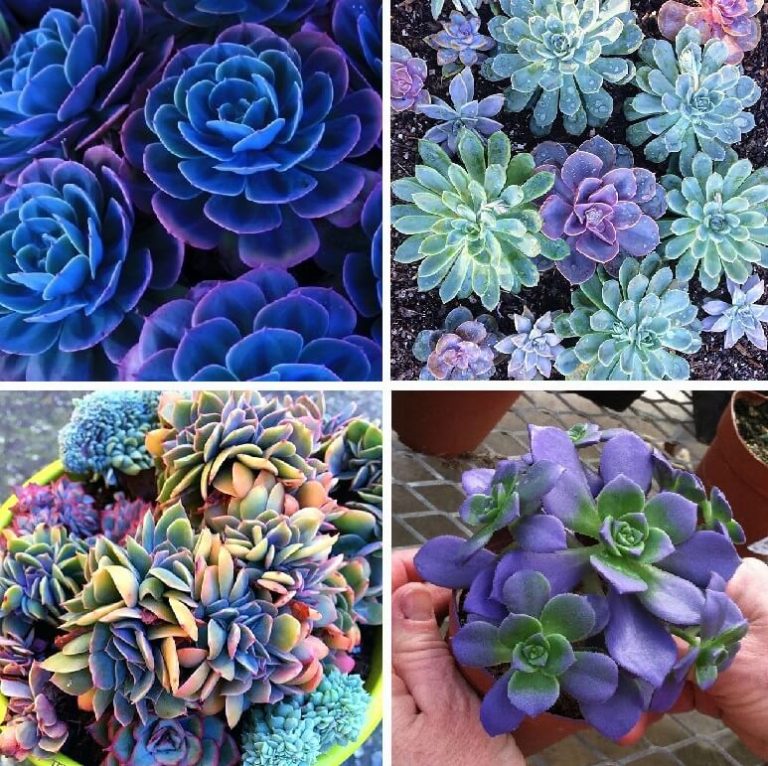 Lots 100pc Mixed Cactus Seeds Rare Succulent Potted Plant Home Garden Yard Decor 