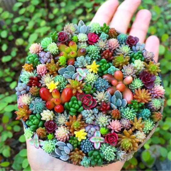 XKSIKjians Garden Mixed Color Cactus Seeds 200Pcs Mixed Color Cactus Seed Succulent Bonsai Balcony Ornamental Plant Home Decor Non-GMO Open Pollinated Seeds for Planting 