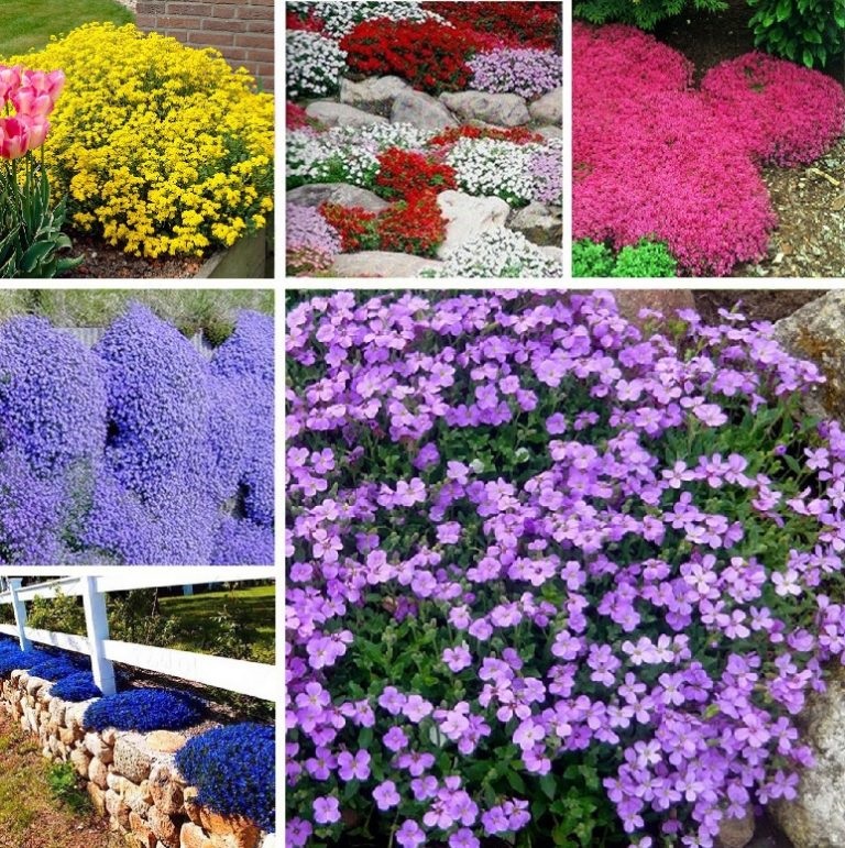 100 Pcs Creeping Thyme Seeds Rock Cress Perennial Ground Cover Flower Pink Red 