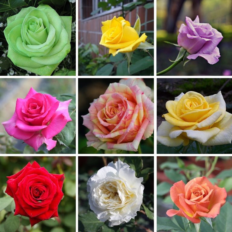 200Pcs  Mixed Rare Plants Multi-Colors Rose Peony Flower Seeds Home De. 