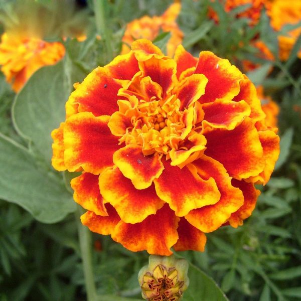 Rare Red Yellow Edge Marigold Flower, Chrysanthemum , Maidenhair, 100 ...