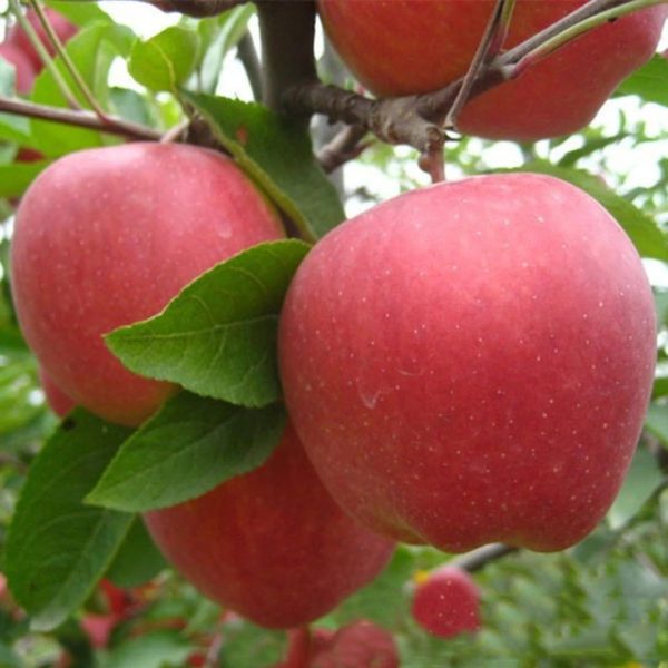 Apple Tree Dwarf Bonsai Apple Tree 50pcs/pack UrbanGardenSeed