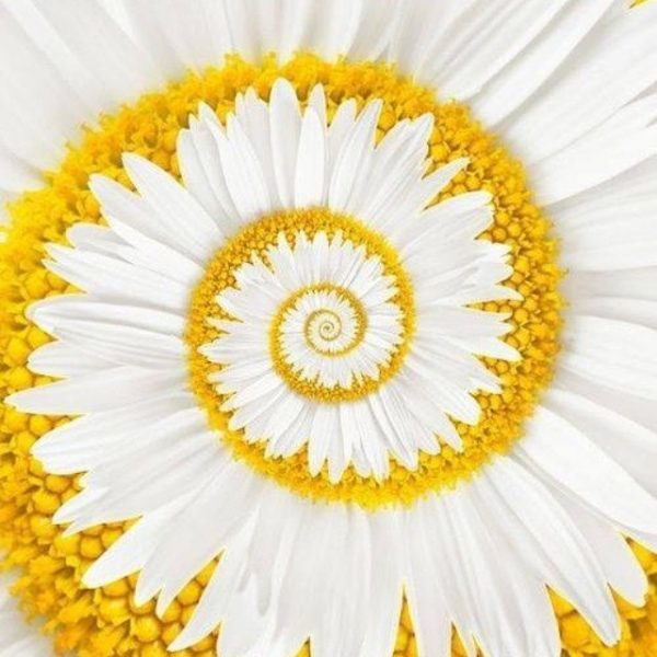 Miracle Daisy Seeds, 30pcs/pack – UrbanGardenSeed