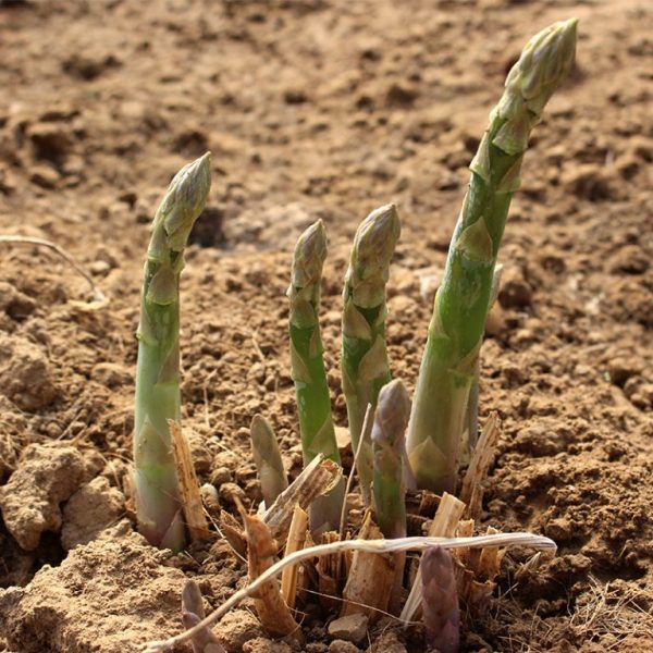 Asparagus Seeds, 100pcs/pack UrbanGardenSeed