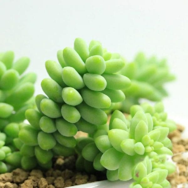Rare Succulent Lithop Seeds 100PCs/Pack