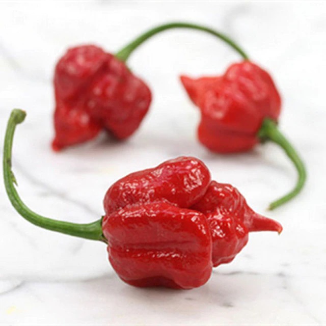Rare Trinidad Scorpion Spicy Hot Pepper Fresh Chilli Pcs Pack Urbangardenseed