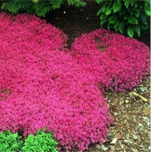 Ground Cover Plant Seeds, Creeping Thyme Rock Cress Flower Seeds ...