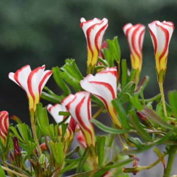 Oxalis Versicolor Seeds, Candy Cane Sorrel, 100pcspack UrbanGardenSeed