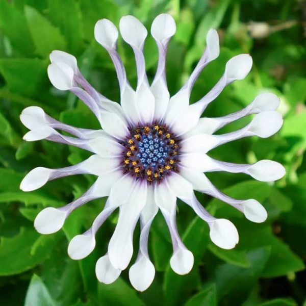 Osteospermum Seeds, Daisy, Cape Daisy, 100pcs/pack – UrbanGardenSeed