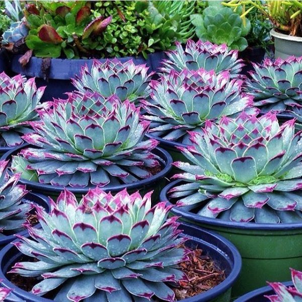 Blue Succulents Witchford Lithops Seeds Cactus Seeds 100pcs Pack