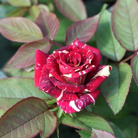 Multi-Varieties Rare Color Rose Seeds, 100pcs/pack – UrbanGardenSeed