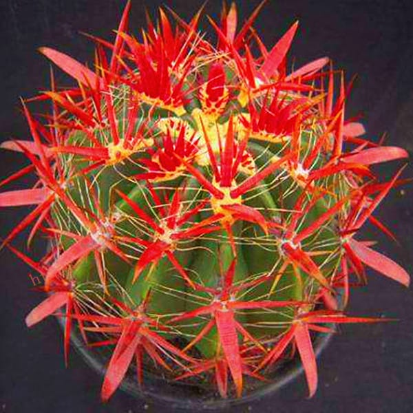 Exotic Cactus Mix – 100 Seeds – Rare Succulent Variety Pack For Growing