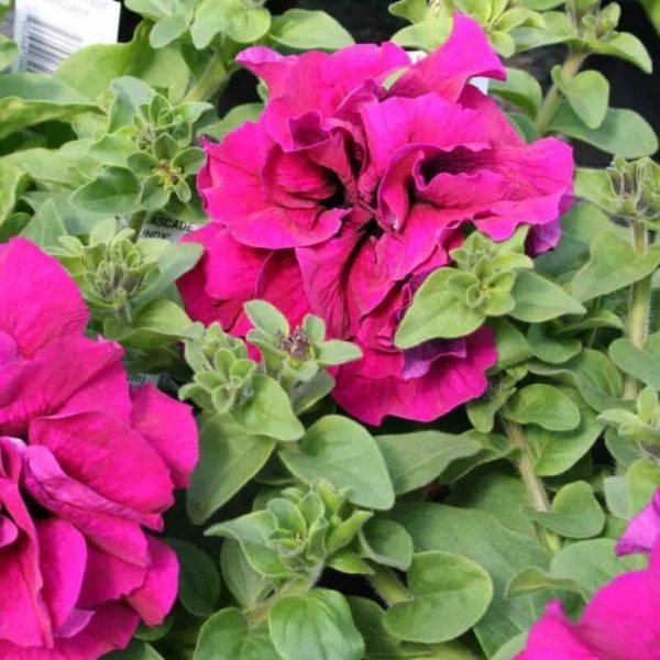 Double Petals Petunia Flower Seeds, 100pcs/pack – UrbanGardenSeed