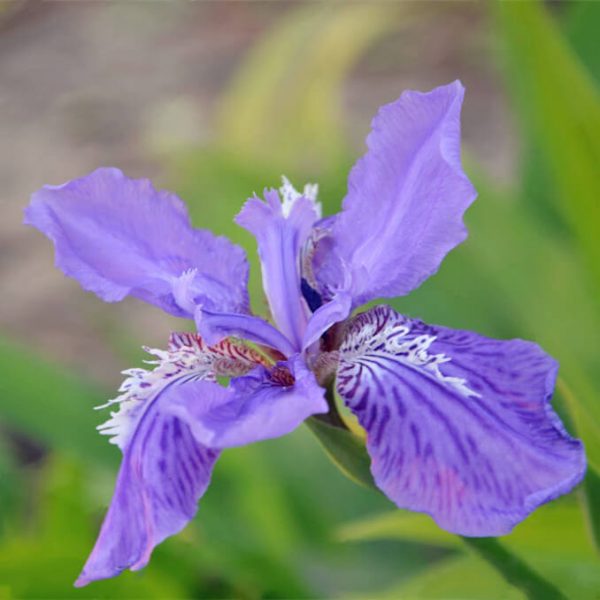 Rare Iris Flower Seeds, 100pcs/pack UrbanGardenSeed