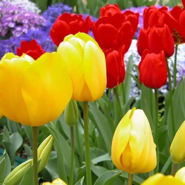 MultiVarieties Tulip Seeds, 100pcs/pack UrbanGardenSeed