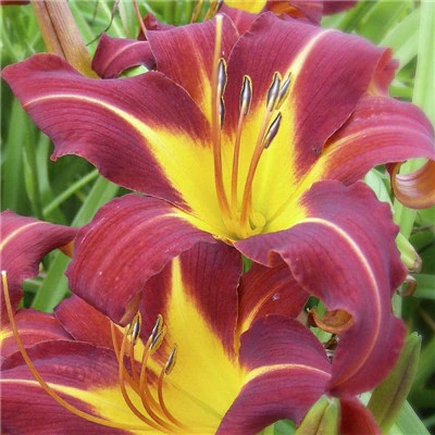 5Pcs Rare Seeds Yellow Lilly Outdoor Beautiful Flowers Annual Spring Home Garden 