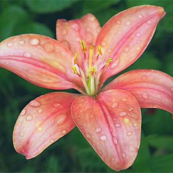 rare-multi-color-lily-flower-seeds-100pcs-pack-urbangardenseed