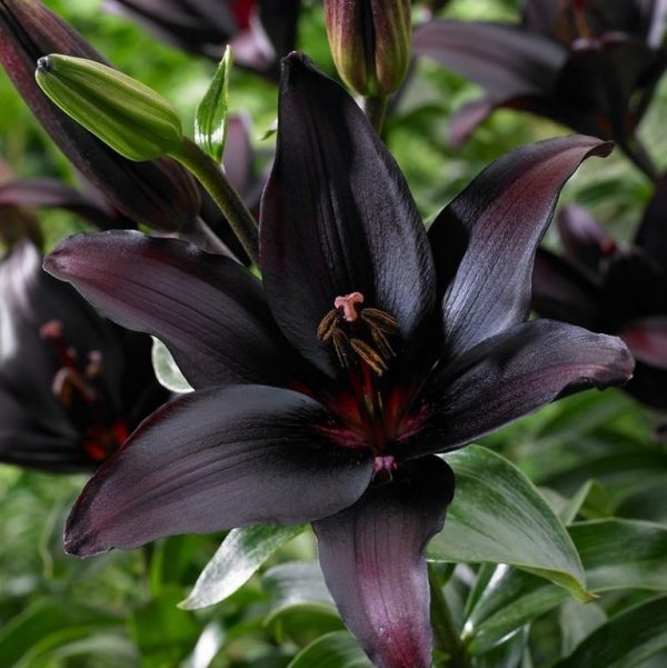 Rare MultiColor Lily Flower Seeds 100pcs/pack UrbanGardenSeed