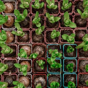 Flower & Plant Bulbs