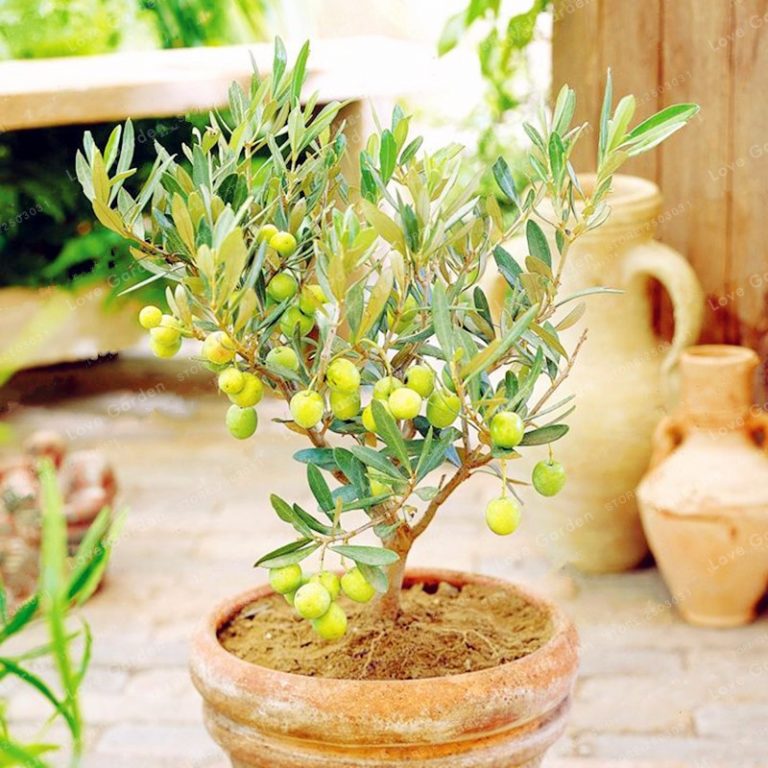 10PCS Mini Olive Tree Seeds - Rare Olea Europaea Seeds For Garden Planting And Growing Olive Trees