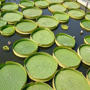 Victoria Amazonica Giant Waterlily Pack Rare Giant Lotus, 5 Pcs Seeds