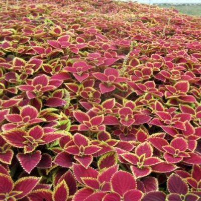 Rare Coleus Seeds, 100 pcs/pack – UrbanGardenSeed