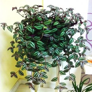 Zebrina Pendula Schnizl Seeds, Tradescantia zebrina, 100pcs/pack ...