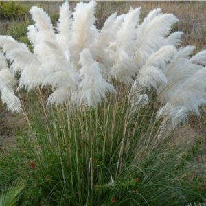 Rare Color Pampas Grass Seeds , 200 pcs/pack – UrbanGardenSeed