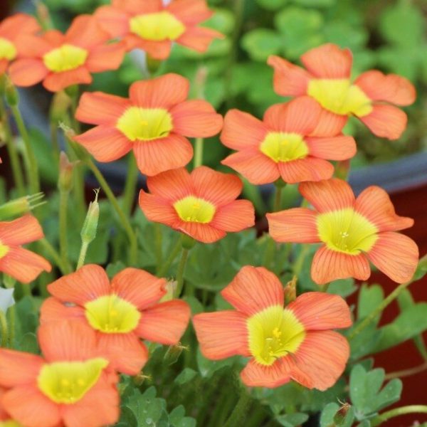 Rare Oxalis Obtusa Bulb, Coppery Orange Oxalis Flowers Bulbs,1pc Bulb
