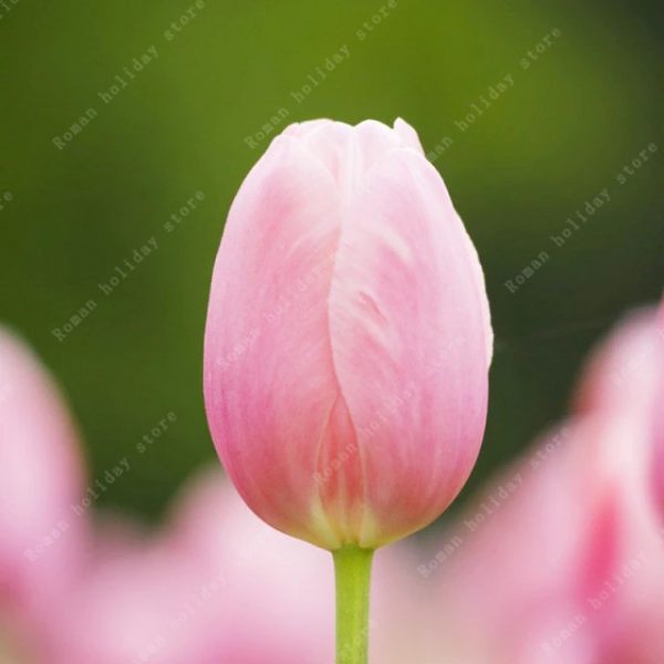 Rare Tulip Flower Bulbs From Holland Home Garden Flowers, 1pc