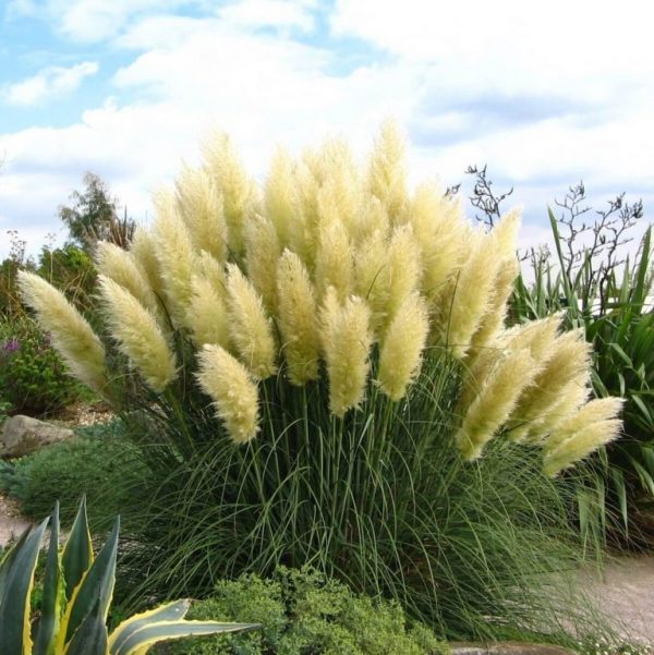 Rare Color Pampas Grass Seeds 200 Pcspack Urbangardenseed 1156