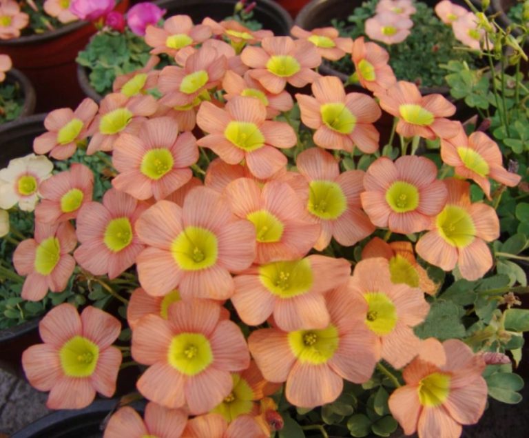 Rare Oxalis Obtusa Bulb, Coppery Orange Oxalis Flowers Bulbs,1pc Bulb/pack UrbanGardenSeed