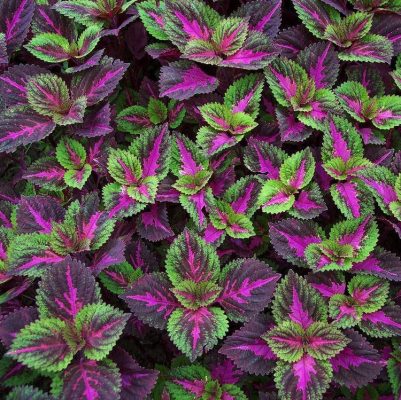 Rare Coleus Seeds, 100 pcs/pack – UrbanGardenSeed