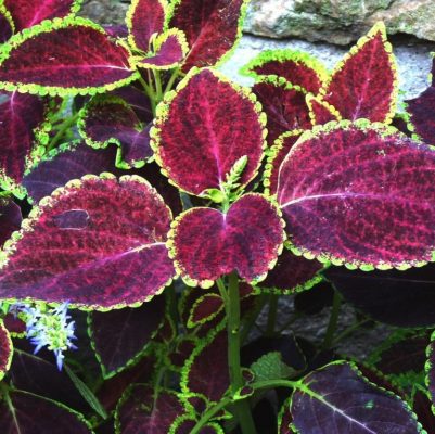 Multi-Color Coleus Seeds, 100pcs/pack – UrbanGardenSeed