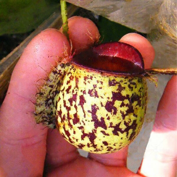 6 Seeds Nepenthes Tenax-Carnivorous Plant 