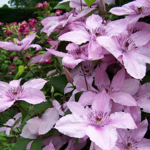 Multi-Varieties Climbing Clematis Bulb, 1 pc/pack – UrbanGardenSeed