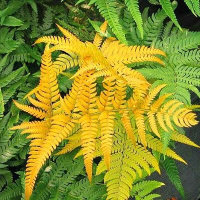 Multi-Varieties Fern Seeds, 100pcs/pack – UrbanGardenSeed