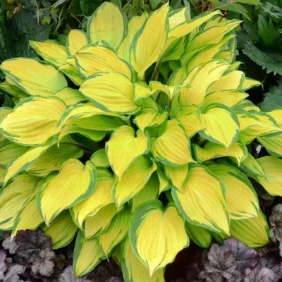 Multi-Varieties Hosta Seeds, Ground Cover Plant, 100pcs/pack ...