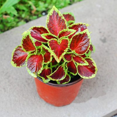 Rare Coleus Seeds, 100 pcs/pack – UrbanGardenSeed