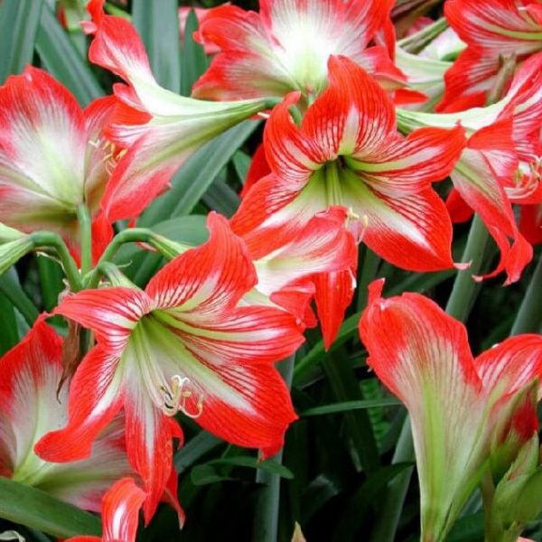 MultiVarieties Beautiful Amaryllis Bulbs, True Hippeastrum Bulbs, 1