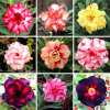 Adenium Obesum Desert Rose Bulb – Desert Rose Flower Bulb Plant Saplings for Garden Planting Set J, 1 Bulb Pack