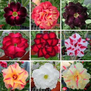 Adenium Obesum Desert Rose Bulb – Desert Rose Flower Bulb Plant Saplings for Garden Planting Set O, 1 Bulb Pack