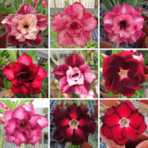Adenium Obesum Desert Rose Bulb – Desert Rose Flower Bulb Plant Saplings for Garden Planting Set Q, 1 Bulb Pack
