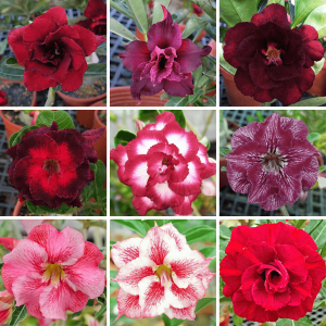 Adenium Obesum Desert Rose Bulb – Desert Rose Flower Bulb Plant Saplings for Garden Planting Set R, 1 Bulb Pack