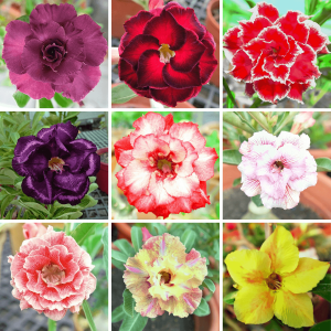 Adenium Obesum Desert Rose Bulb – Desert Rose Flower Bulb Plant Saplings for Garden Planting Set S, 1 Bulb Pack