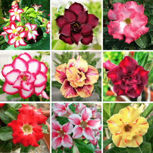 Adenium Obesum Desert Rose Bulb – Desert Rose Flower Bulb Plant Saplings for Garden Planting Set U, 1 Bulb Pack