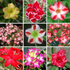 Adenium Obesum Desert Rose Bulb – Desert Rose Flower Bulb Plant Saplings for Garden Planting Set V, 1 Bulb Pack