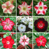 Adenium Obesum Desert Rose Bulb – Desert Rose Flower Bulb Plant Saplings for Garden Planting Set W, 1 Bulb Pack