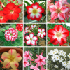 Adenium Obesum Desert Rose Bulb – Desert Rose Flower Bulb Plant Saplings for Garden Planting Set X, 1 Bulb Pack